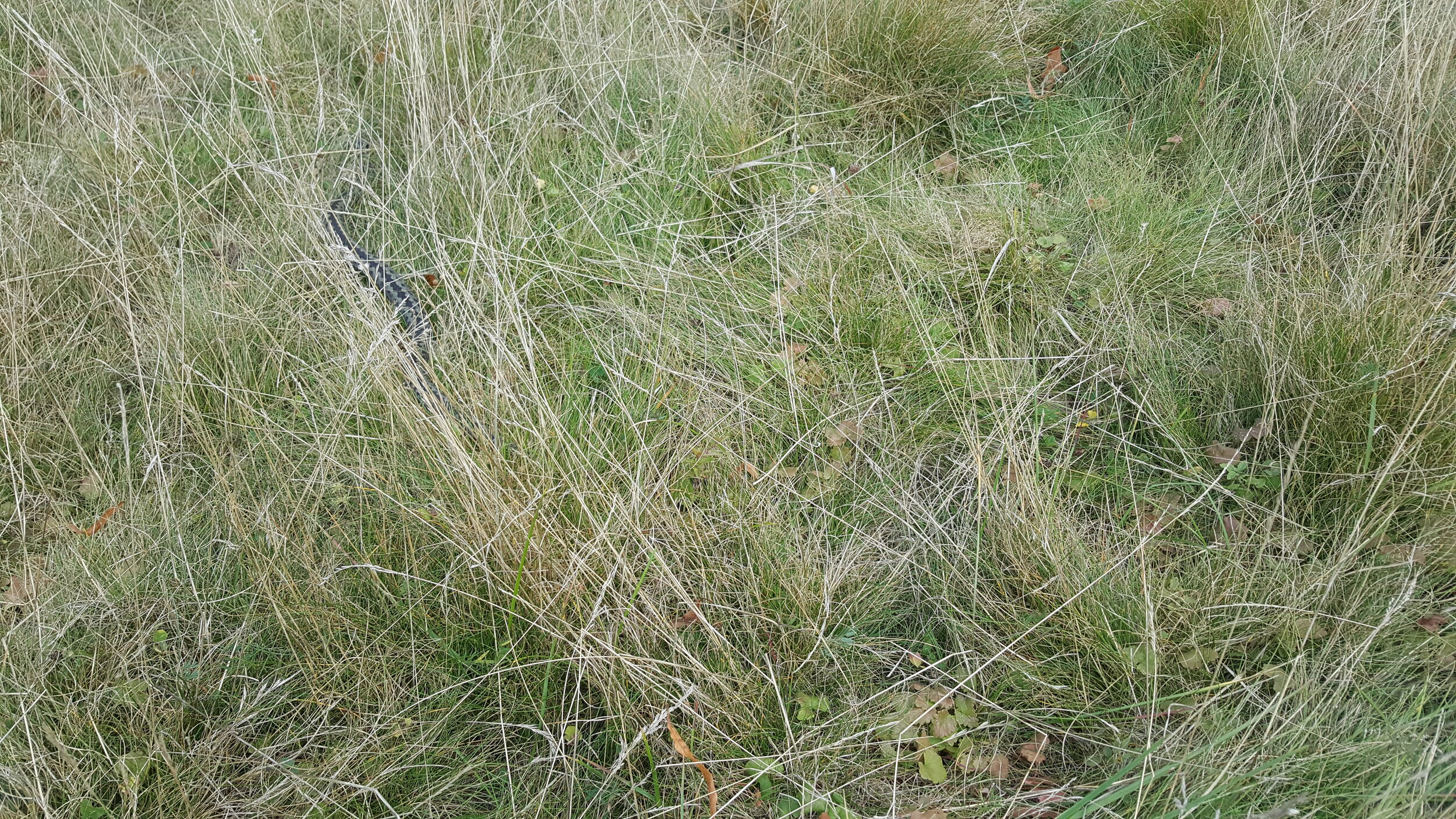 20240921_135204 - Copy.jpg