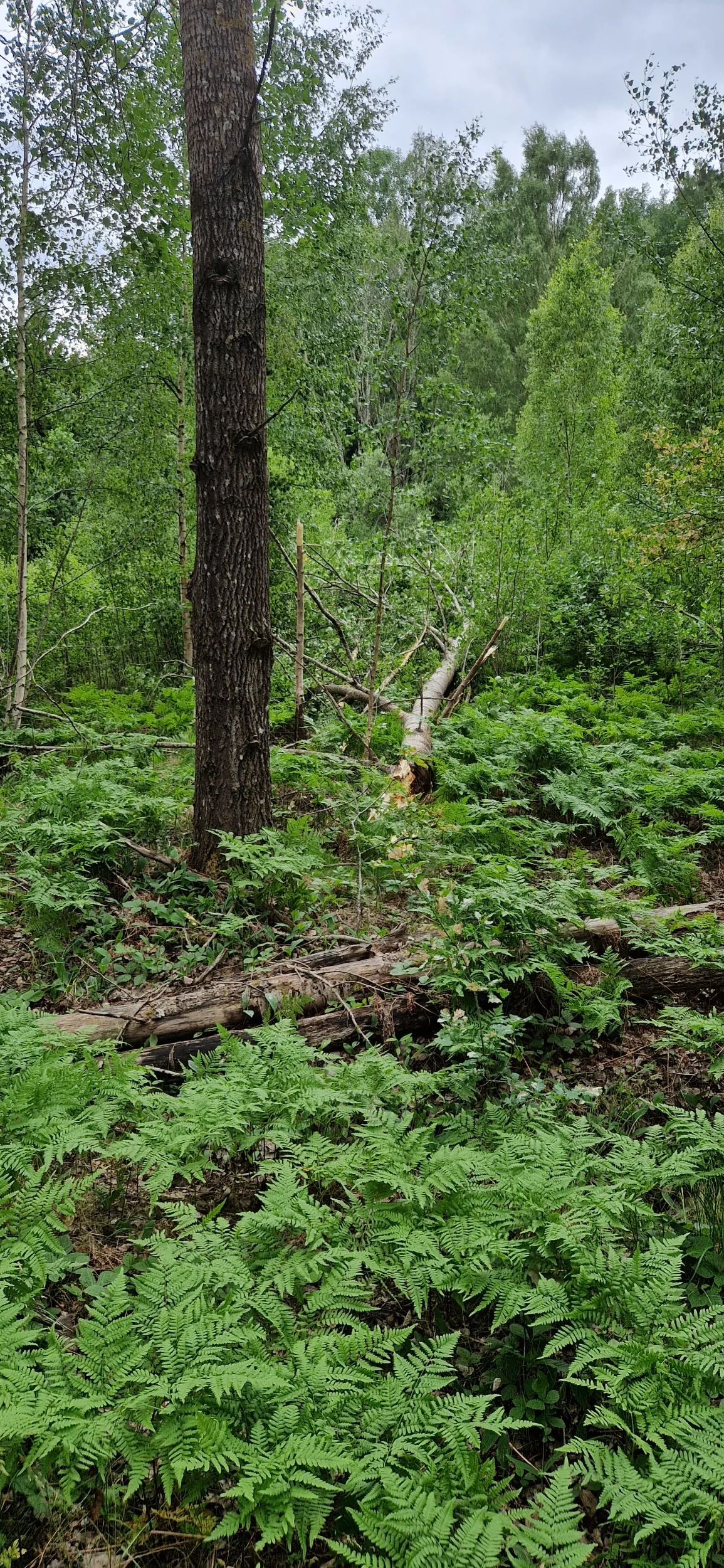 20250703_163559.webp