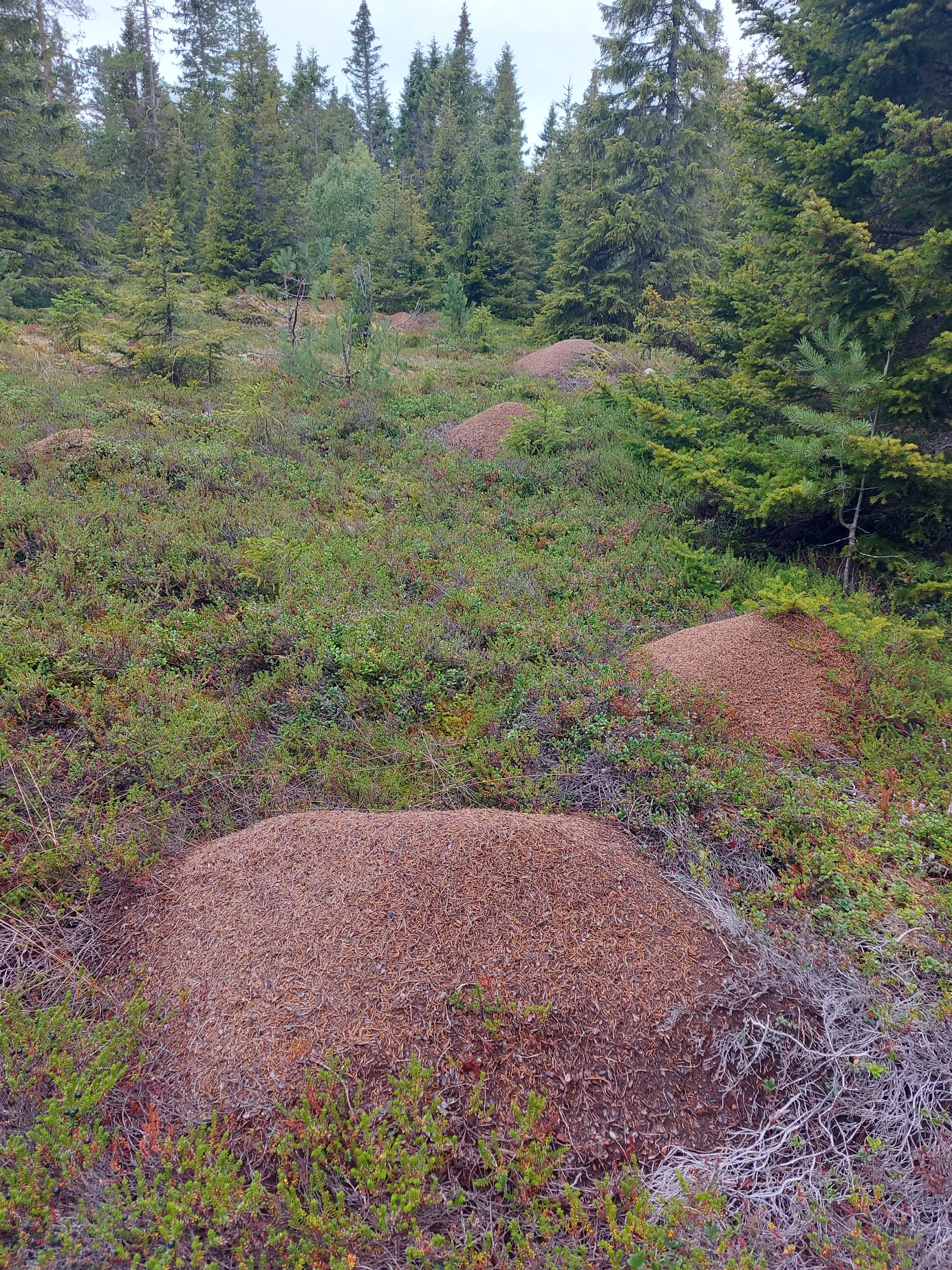 20260812_065559.webp