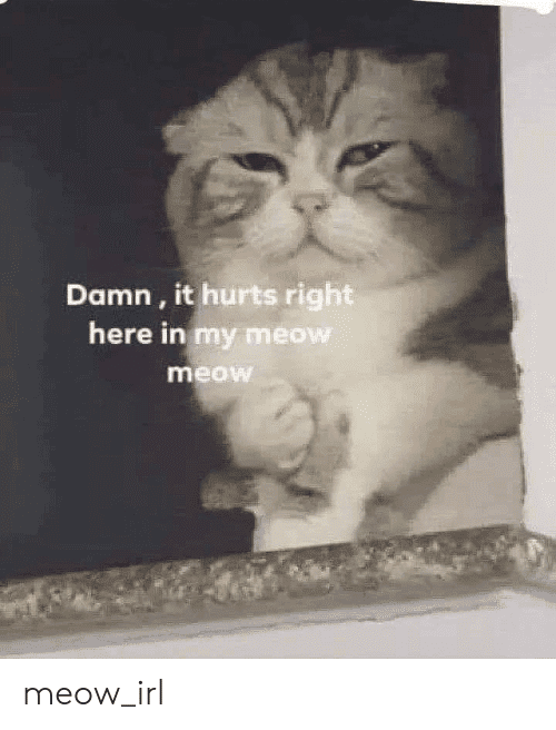 2336E330-C0DC-4A44-A278-0F7DDA3B81DF.png