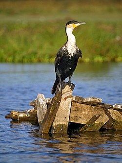 250px-White-breasted-cormorant.jpg