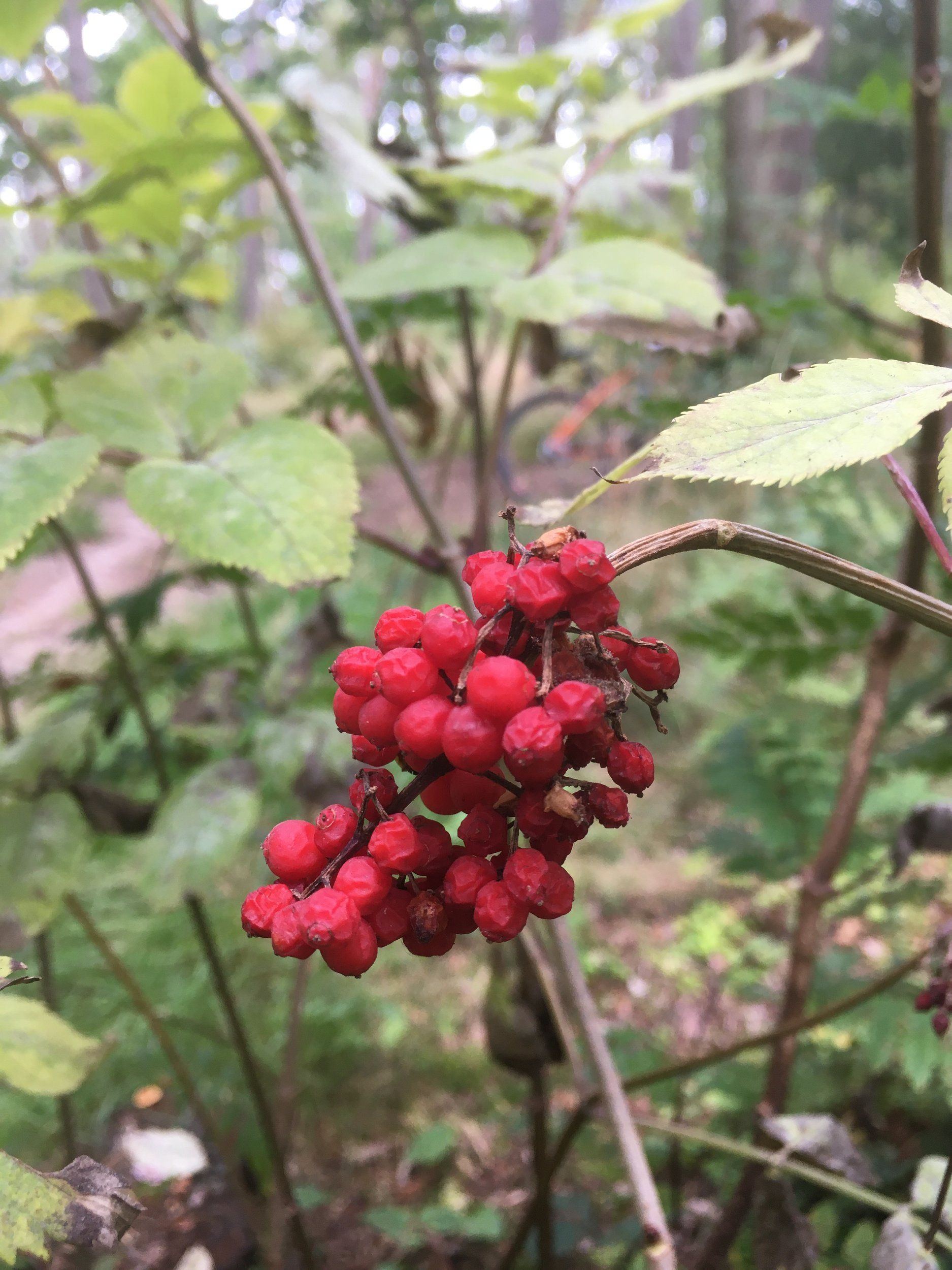 262048FD-30E3-49A9-BB0F-3E6E20AE9CF6.jpeg