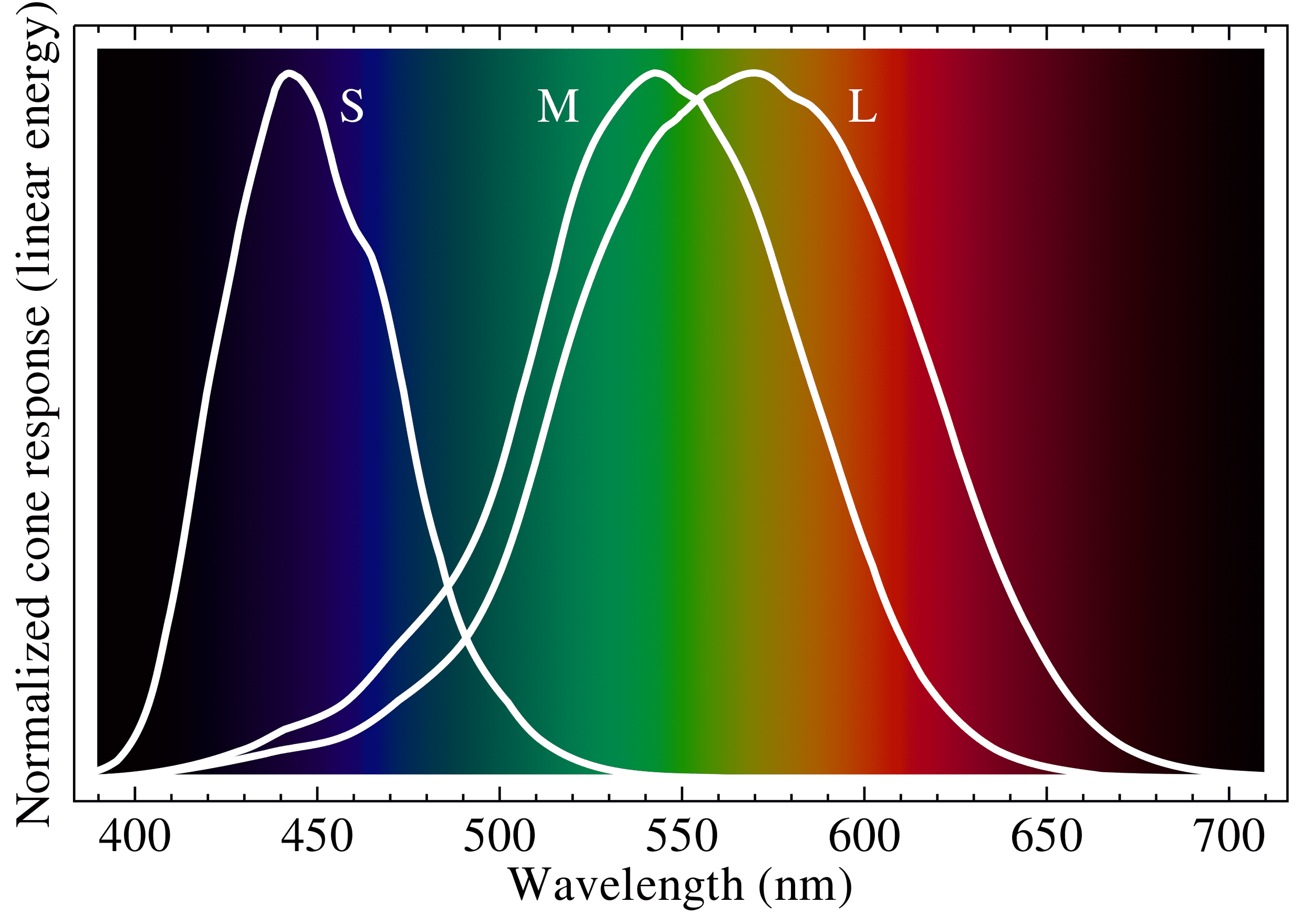 2880px-Cone-fundamentals-with-srgb-spectrum.svg.png