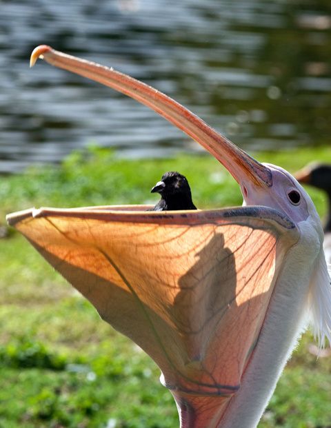 2_1309107w.jpg ht=621