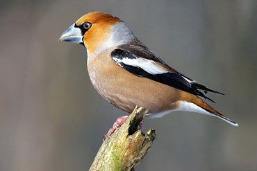 3824_Kopia-Kopia-993.jpg ht=247