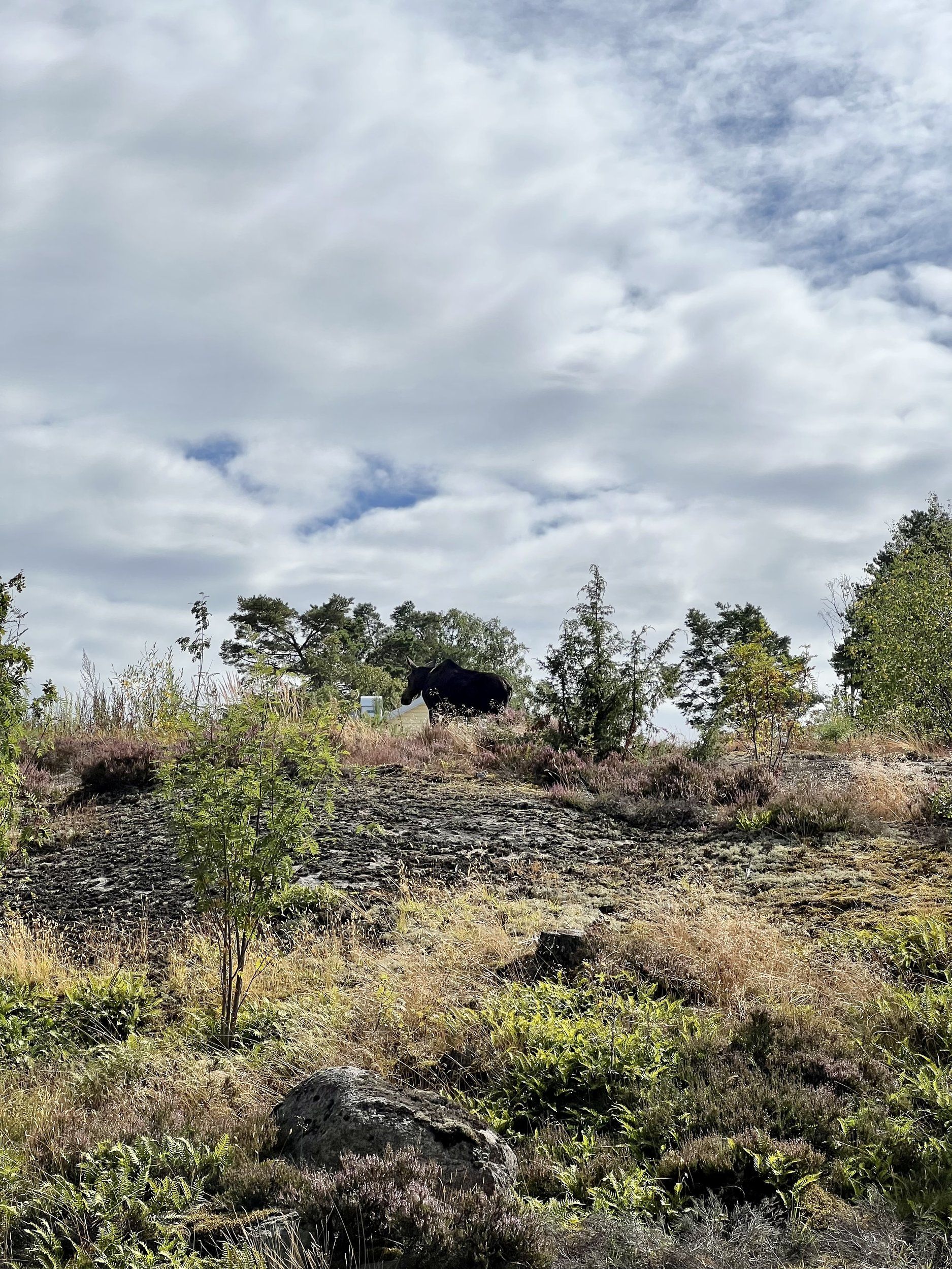 419E3287-0E3F-448A-8B91-485E9A596B8A.jpeg