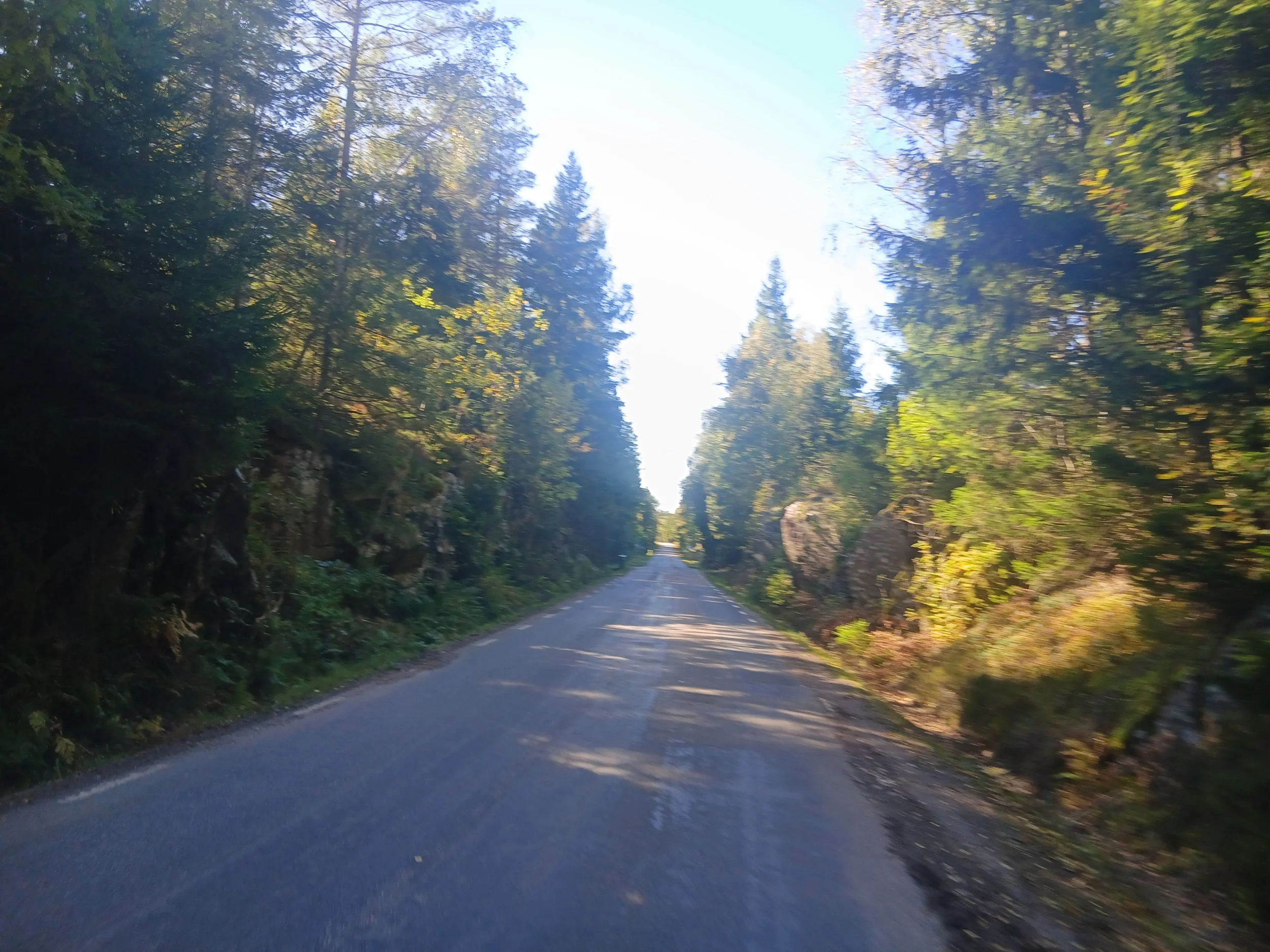 4252.webp