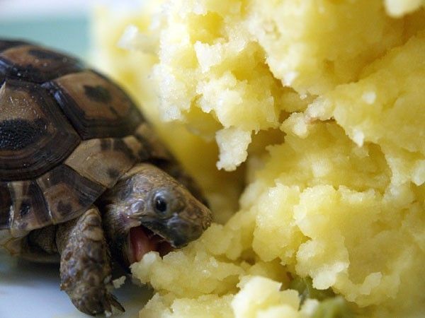 47ce75504c3d807_animal.jpg ht=450
