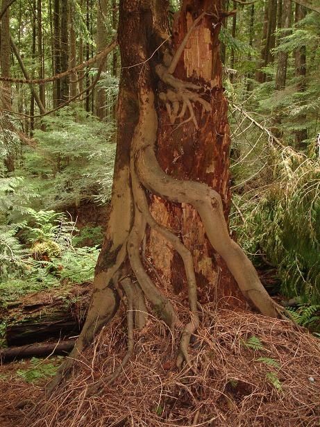 51alientree.JPG ht=615