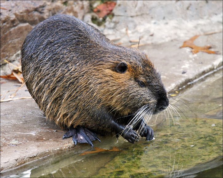 5174340618_4ac2c1442f_o.jpg ht=580