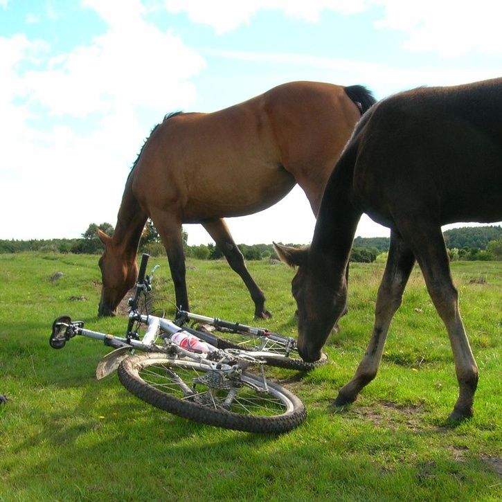 55555555555.jpg ht=725