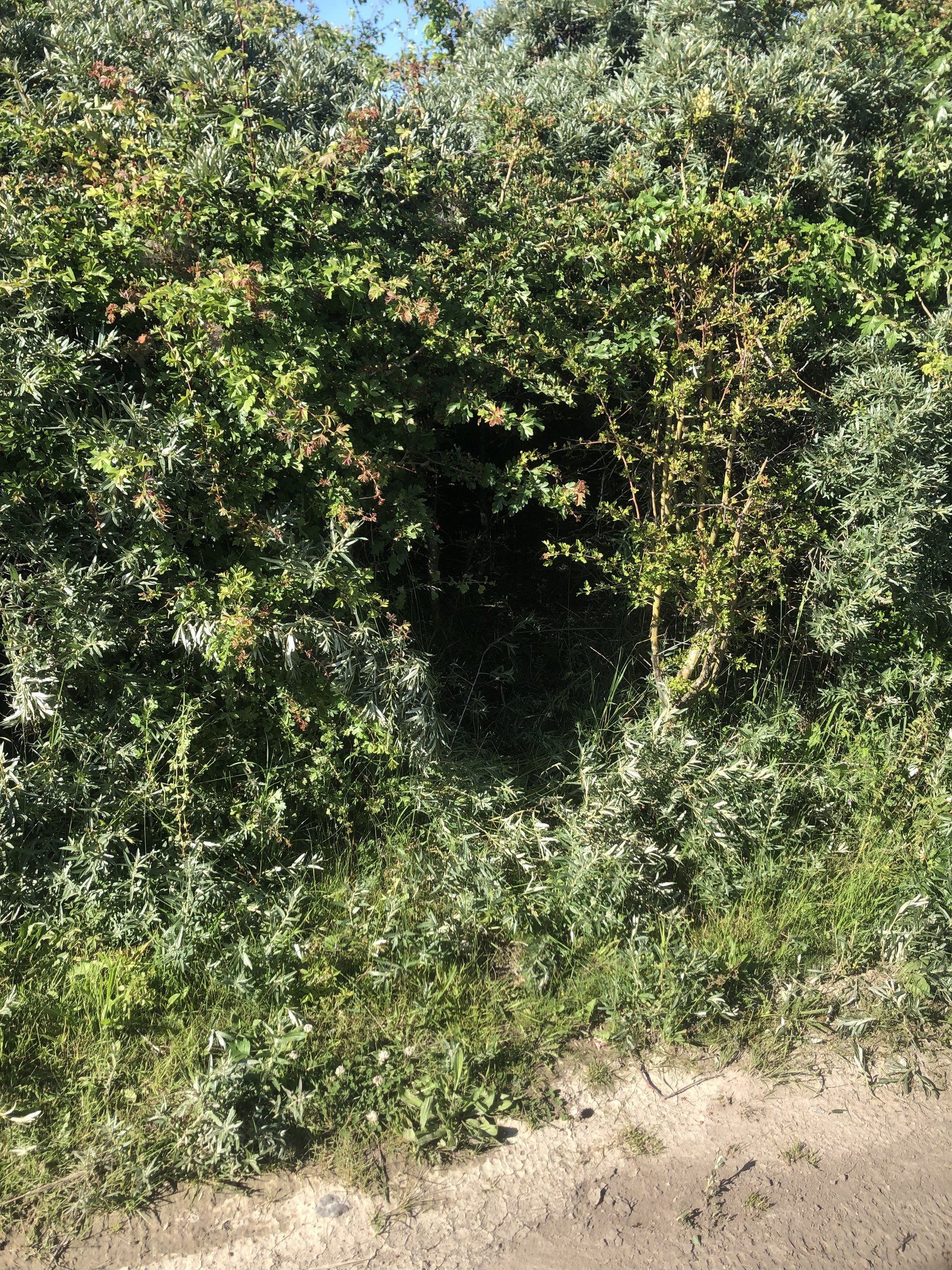 66F82DF9-68AE-4D08-9662-ACE34A548377.jpeg