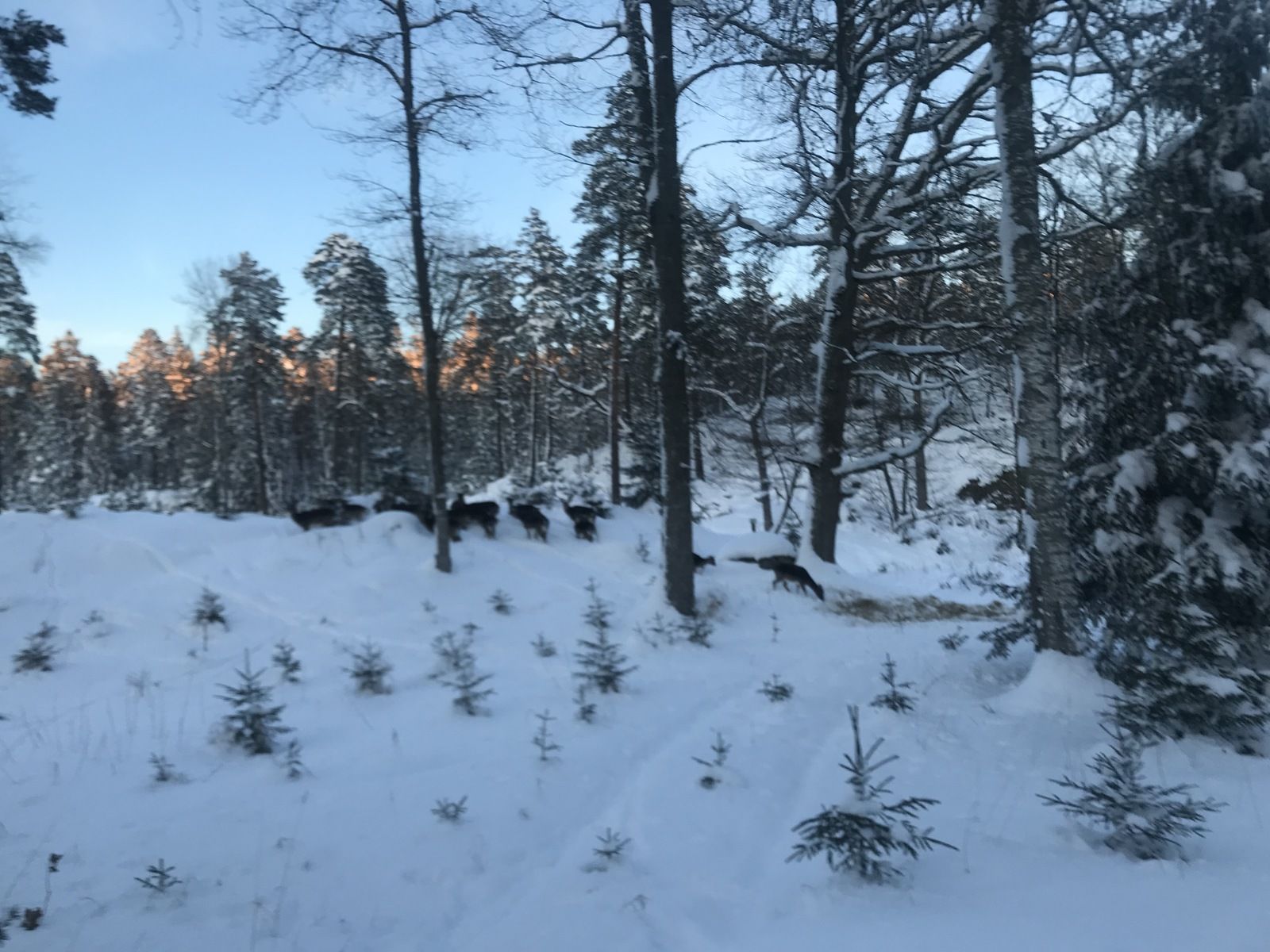 688329AF-BF29-4B42-8DF9-7C7664729FF9.jpeg