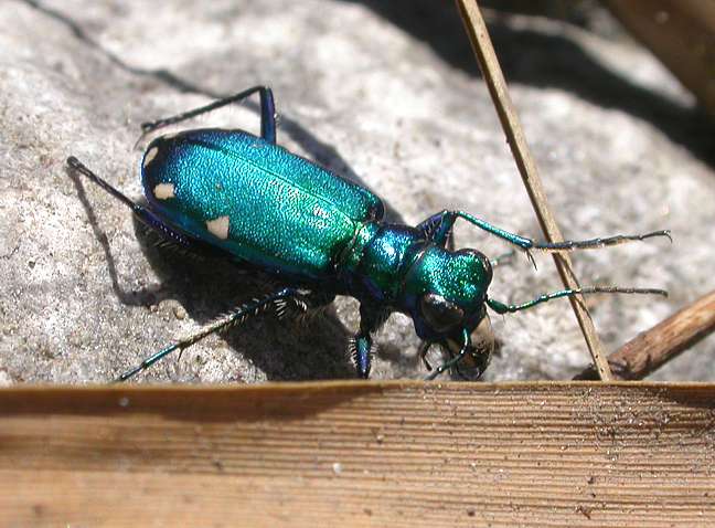 6spottedgreentigerbeetle.jpg