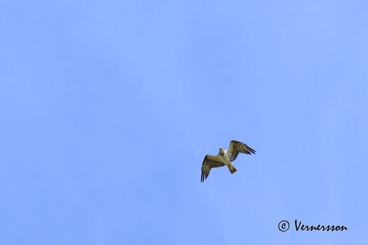 7D1_4132_cr.jpg