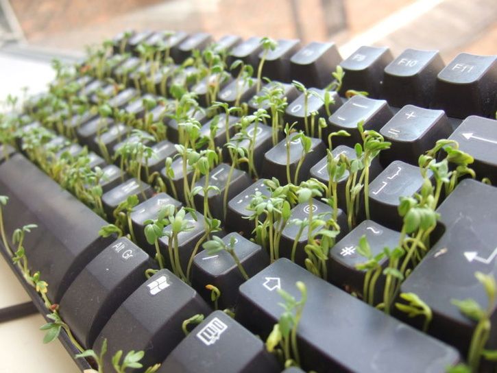 800px-Cress_keyboard-3_sprouting_other_side.jpg ht=544