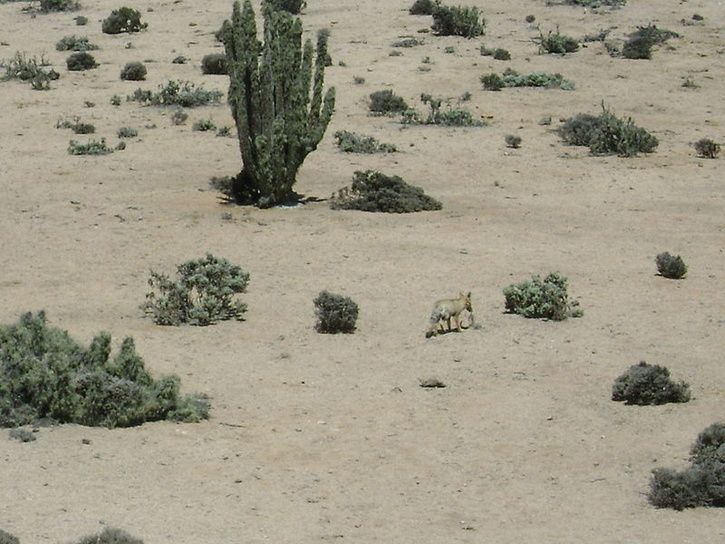 800px-Fox_pan_de_azucar.JPG