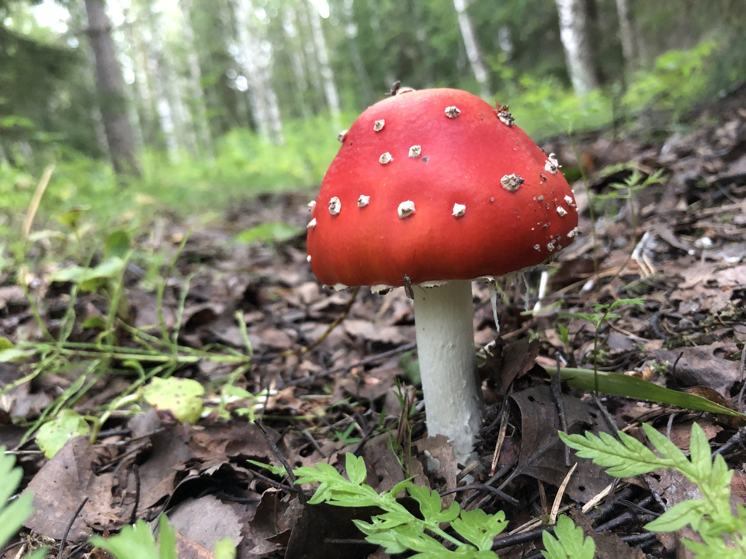 88B92772-2E0F-4AEE-92CC-D5E5CCC05CAA.jpeg