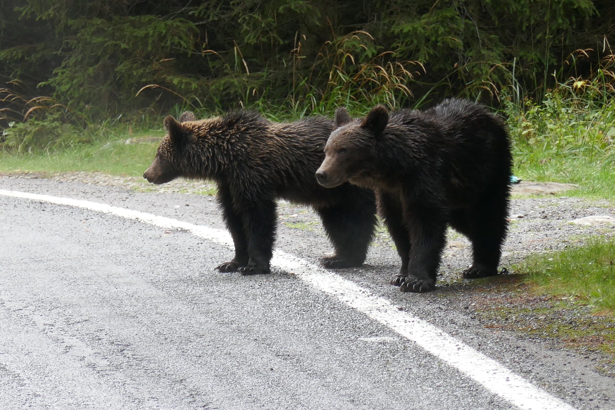 9. Transfagarasan N, första björnmötet.JPG