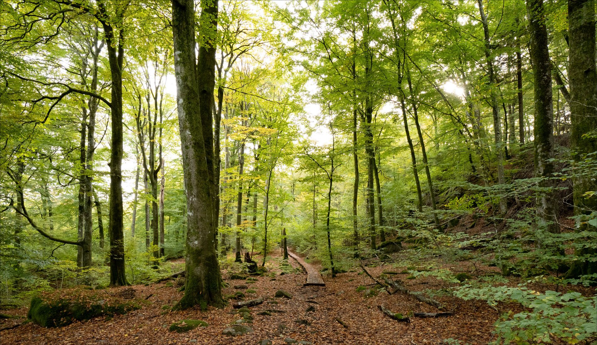 _A131213.jpg