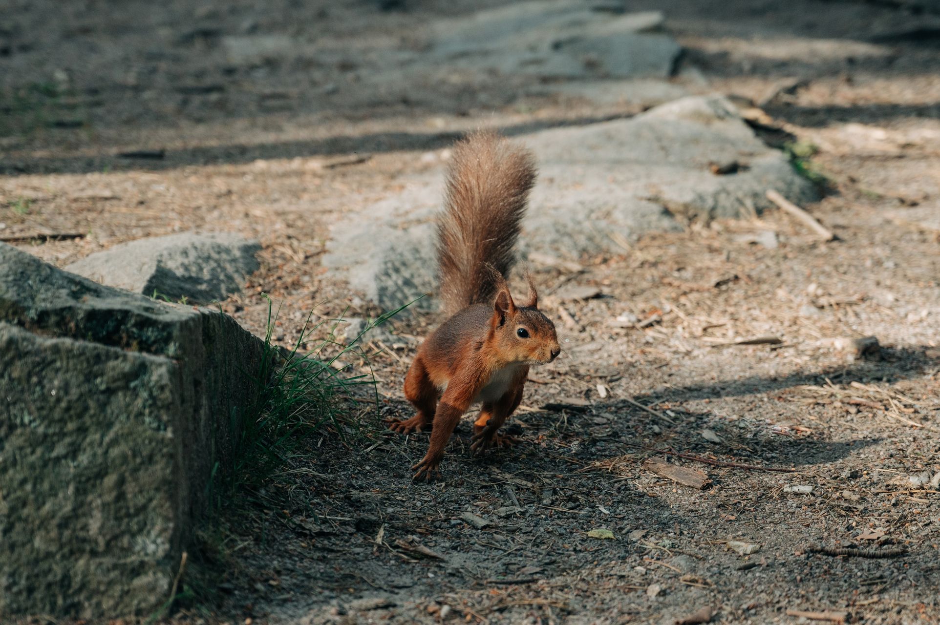 _DSC0240_Small.jpg