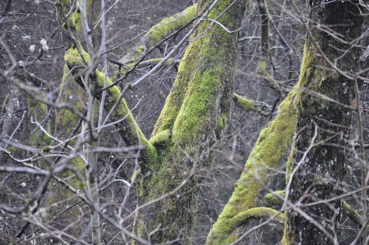 _DSC0708.JPG ht=482