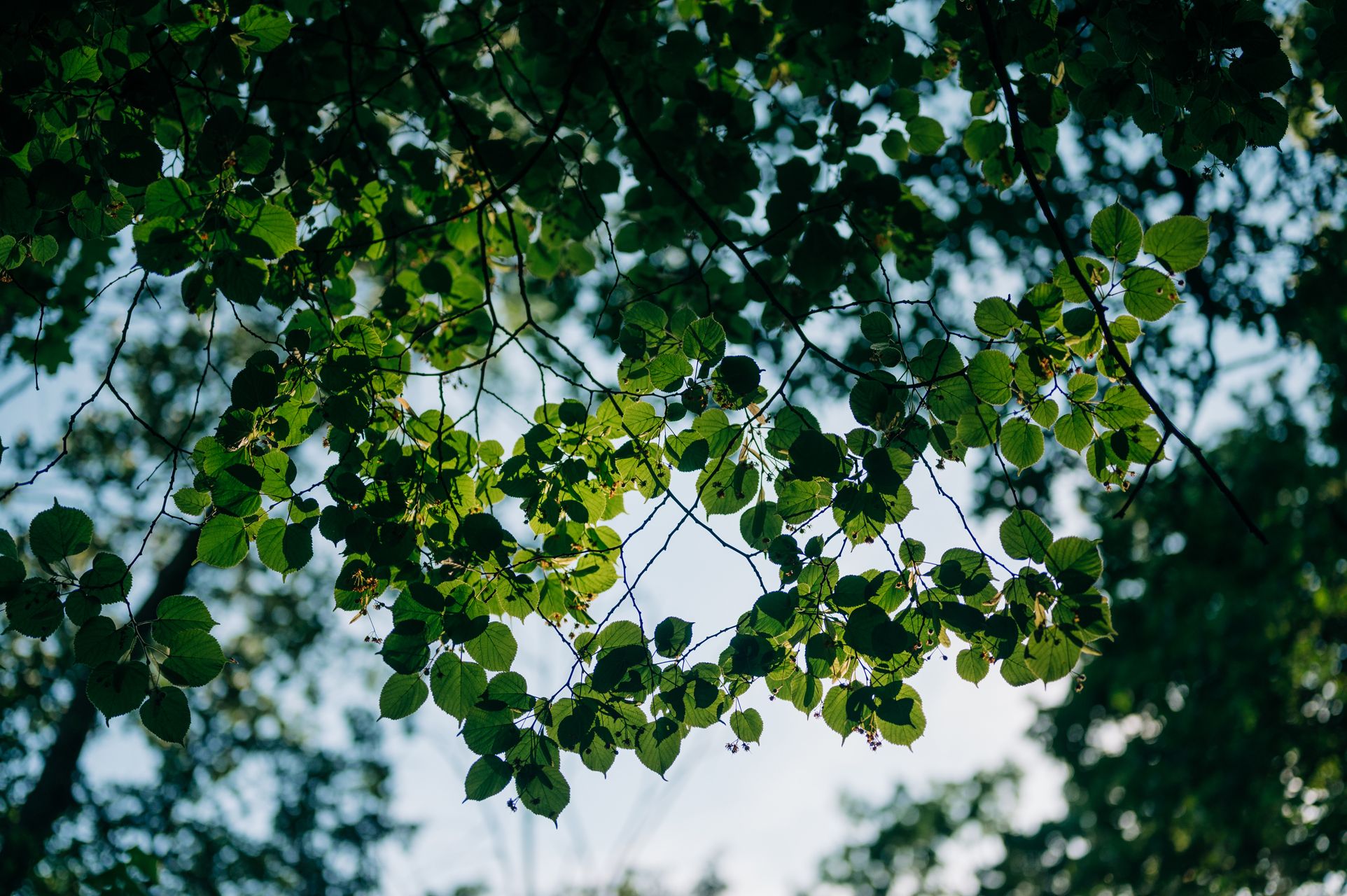_DSC1514_Small.jpg