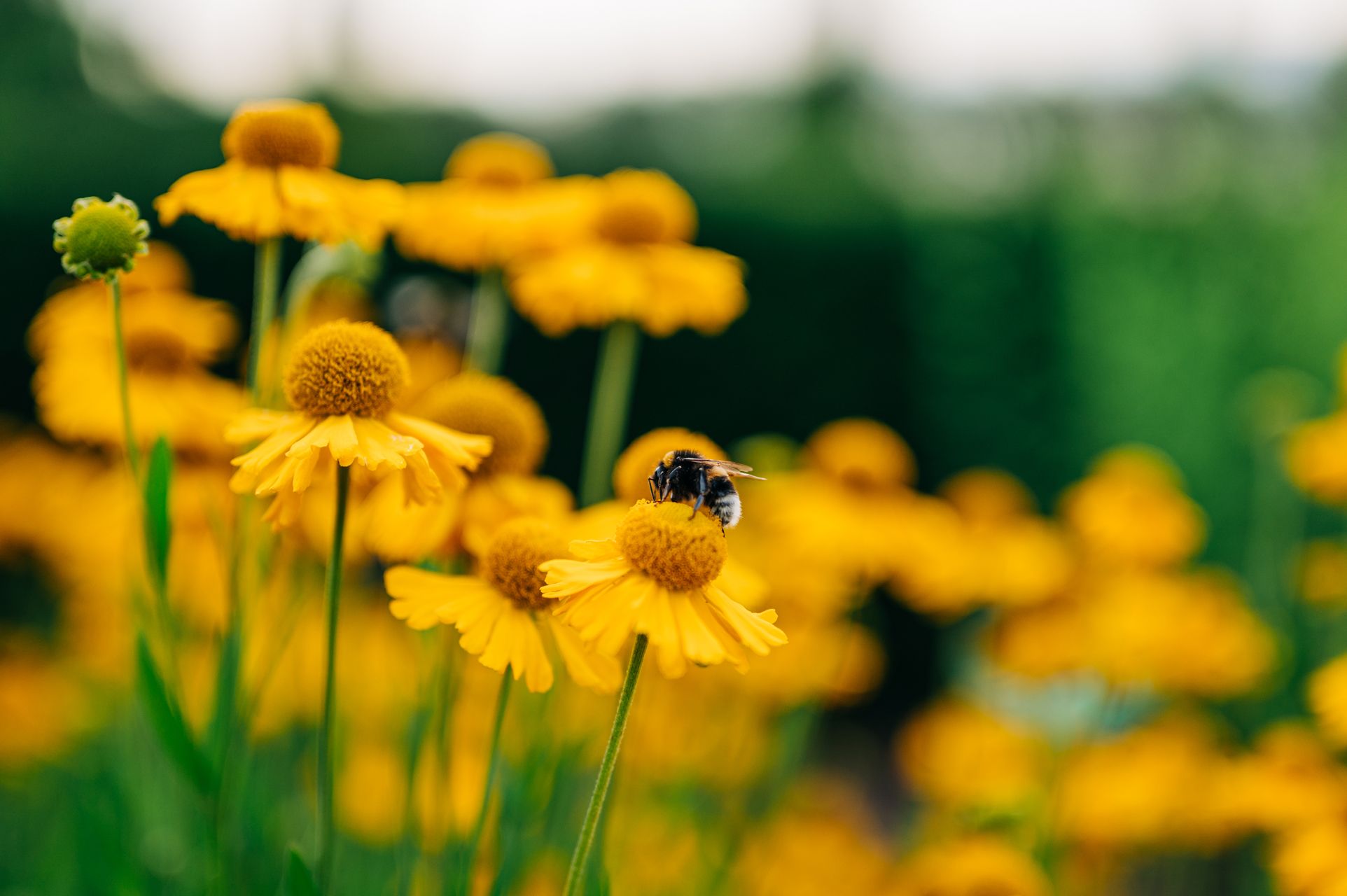 _DSC2270_Small.jpg