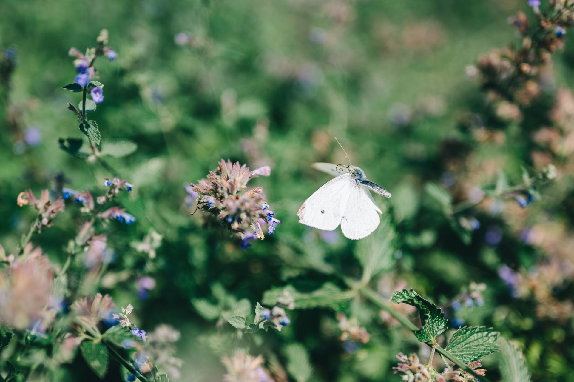 _DSC2416_Small.jpg