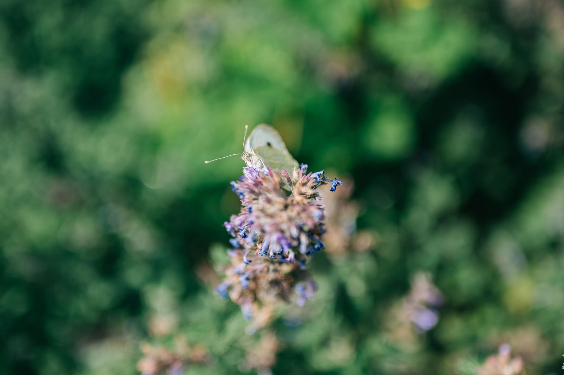 _DSC2434_Small.jpg