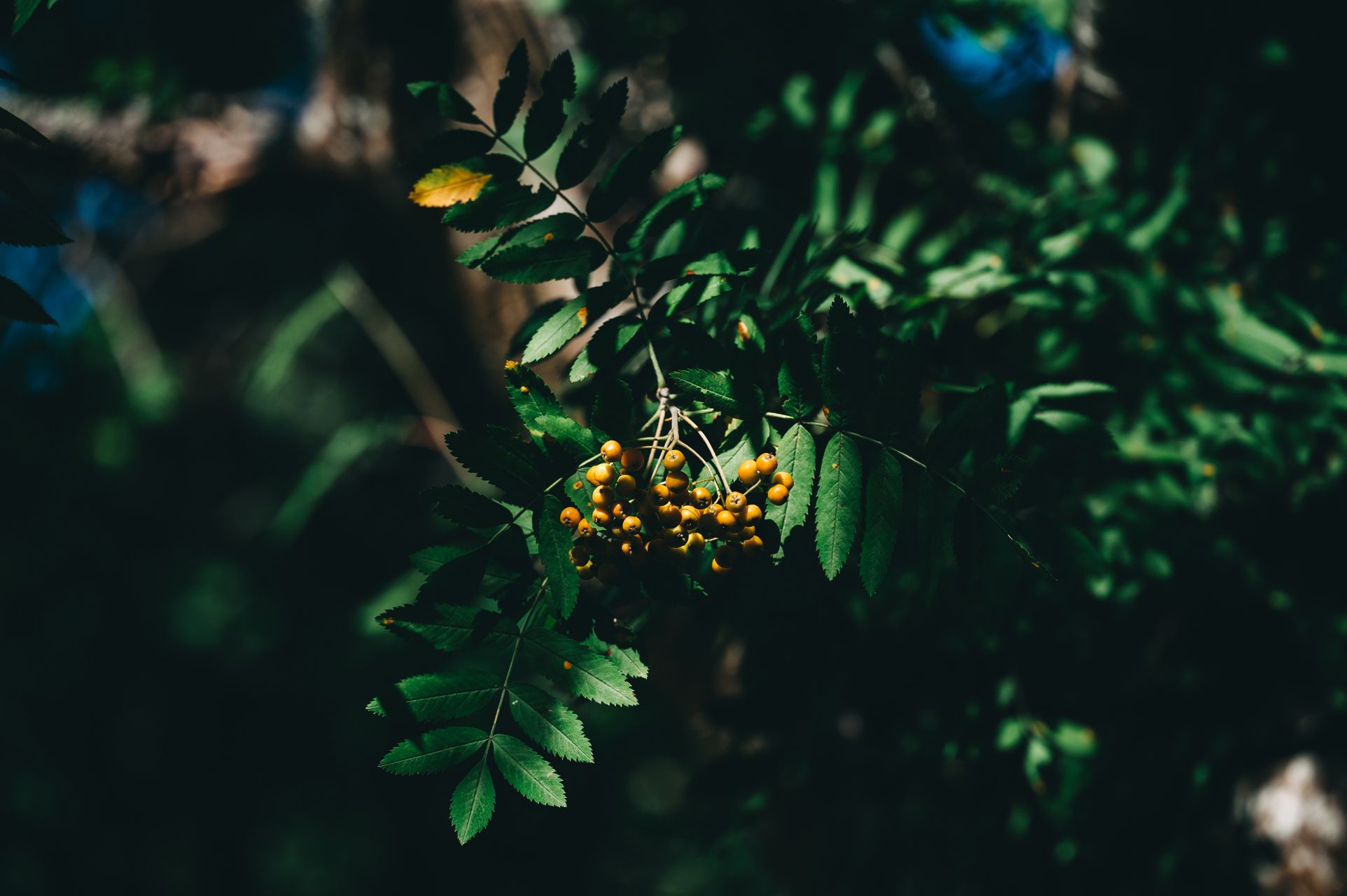 _DSC3599_Small.jpg