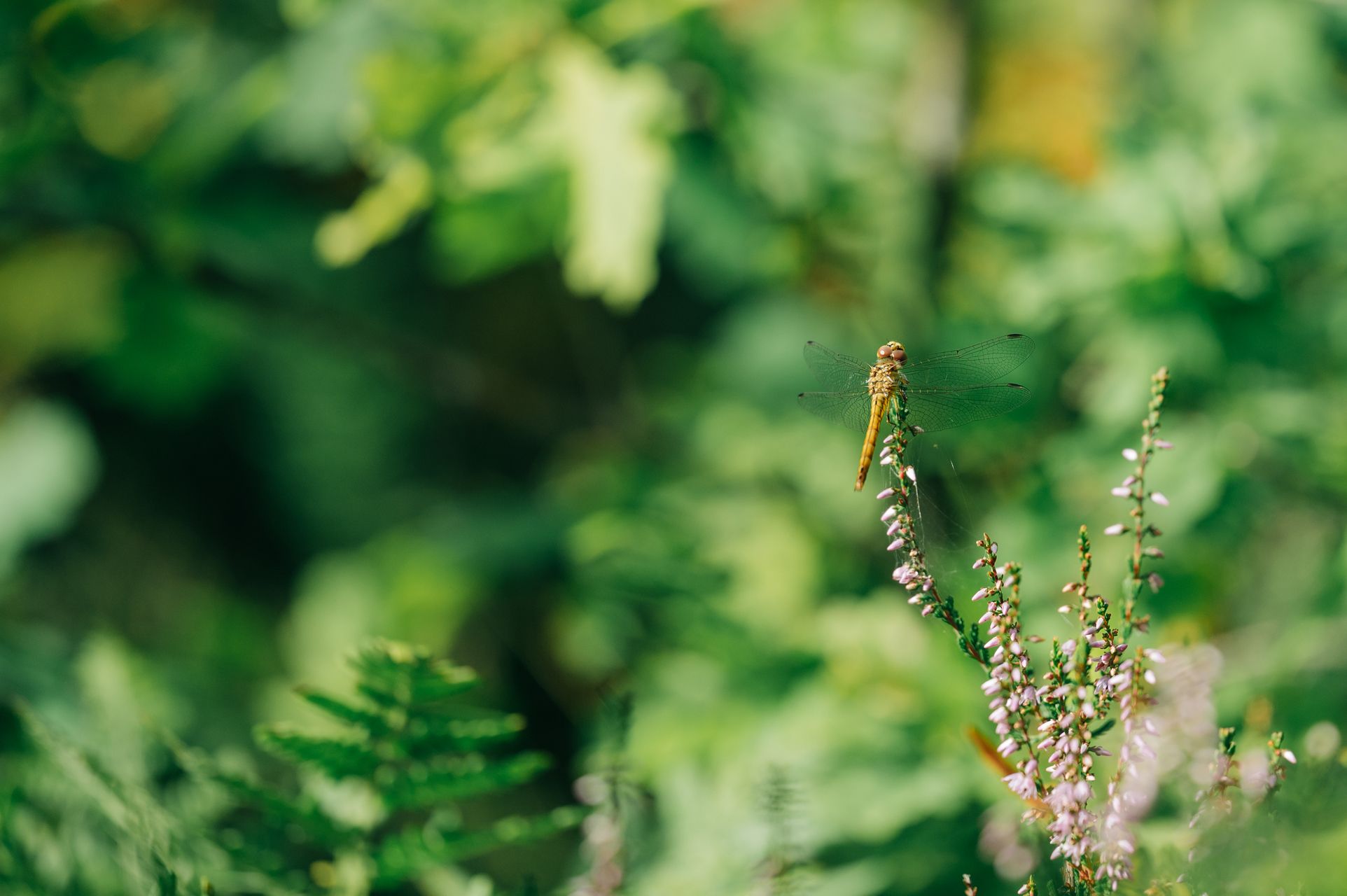 _DSC4522_Small.jpg
