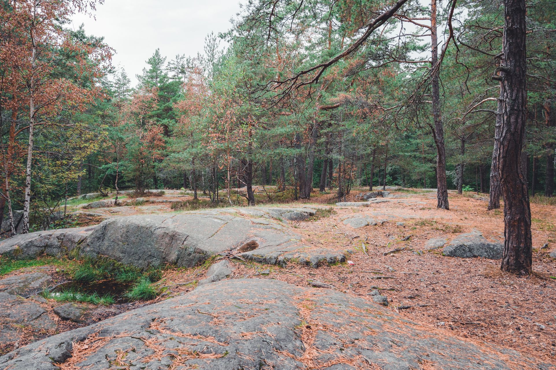 _DSC5091_Small.jpg