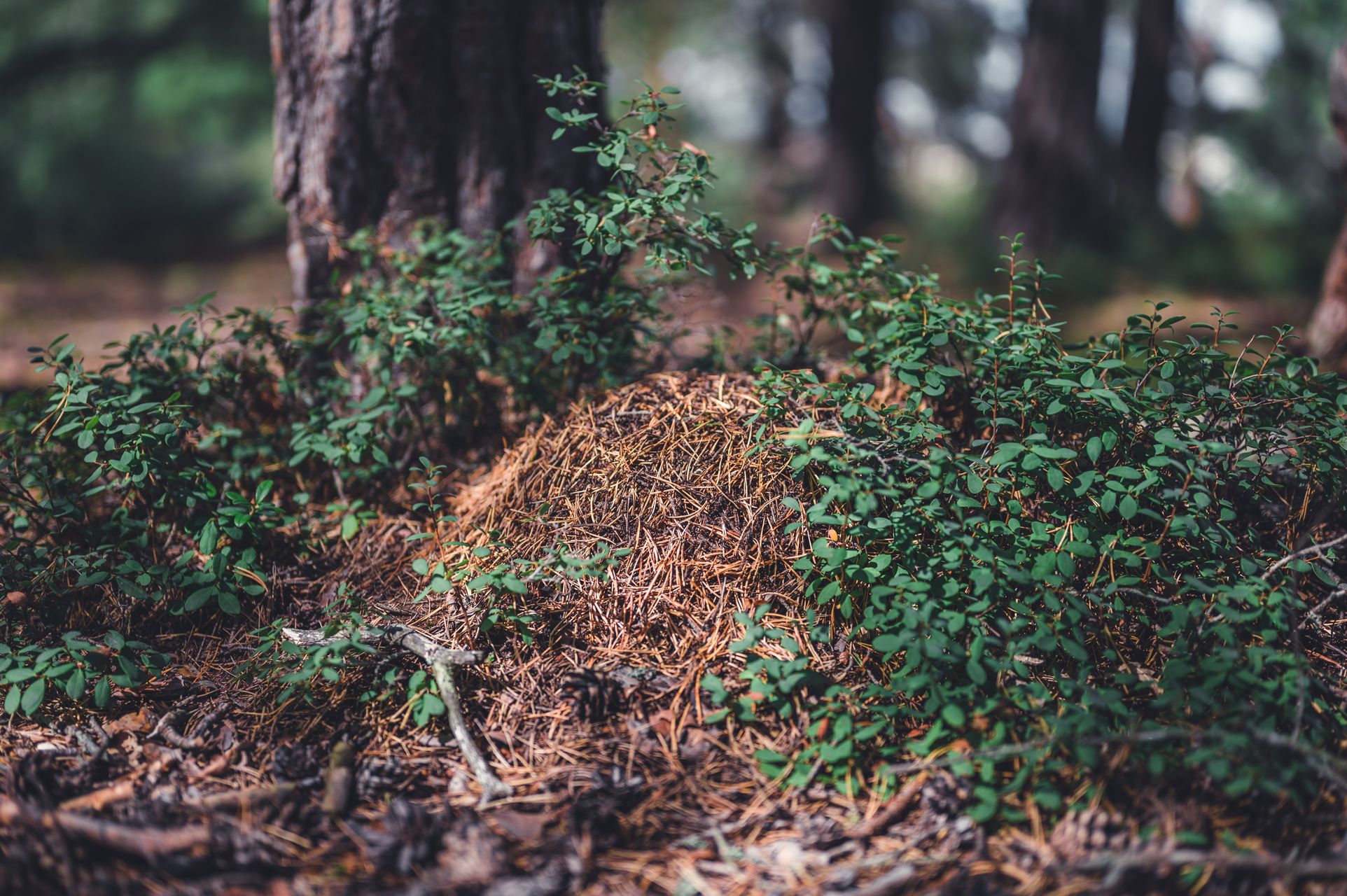 _DSC5188_Small.jpg