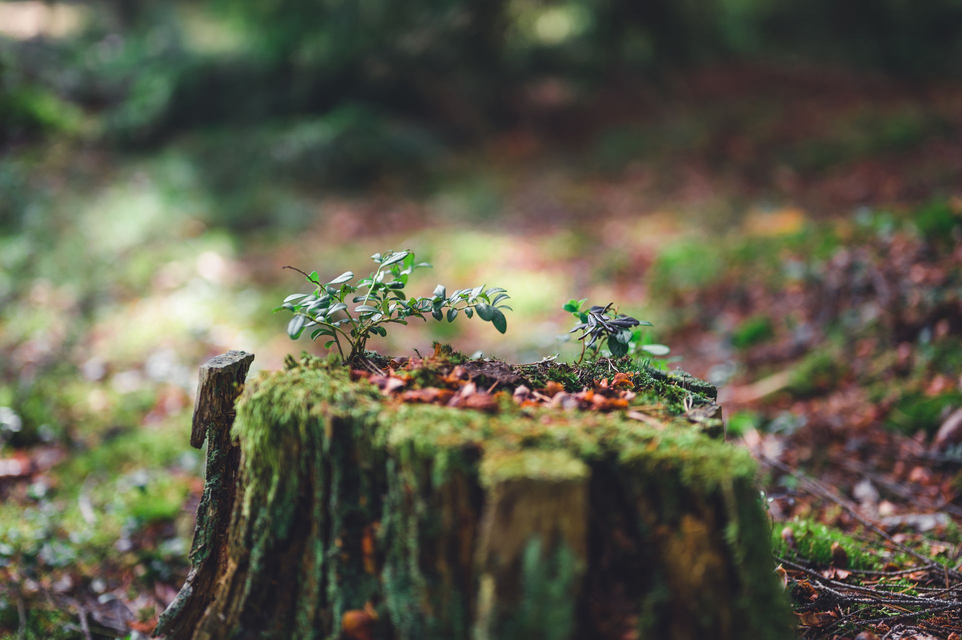 _DSC5242_Small.jpg