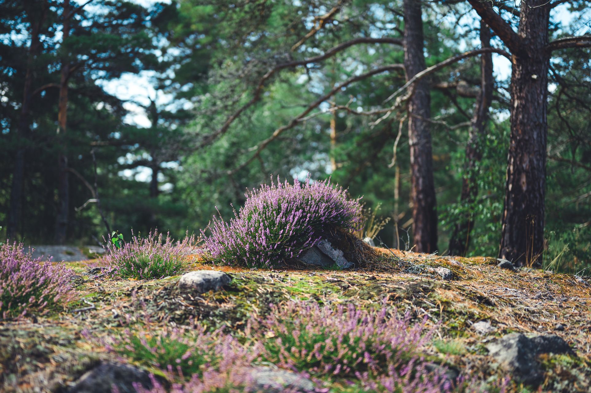 _DSC5291_Small.jpg