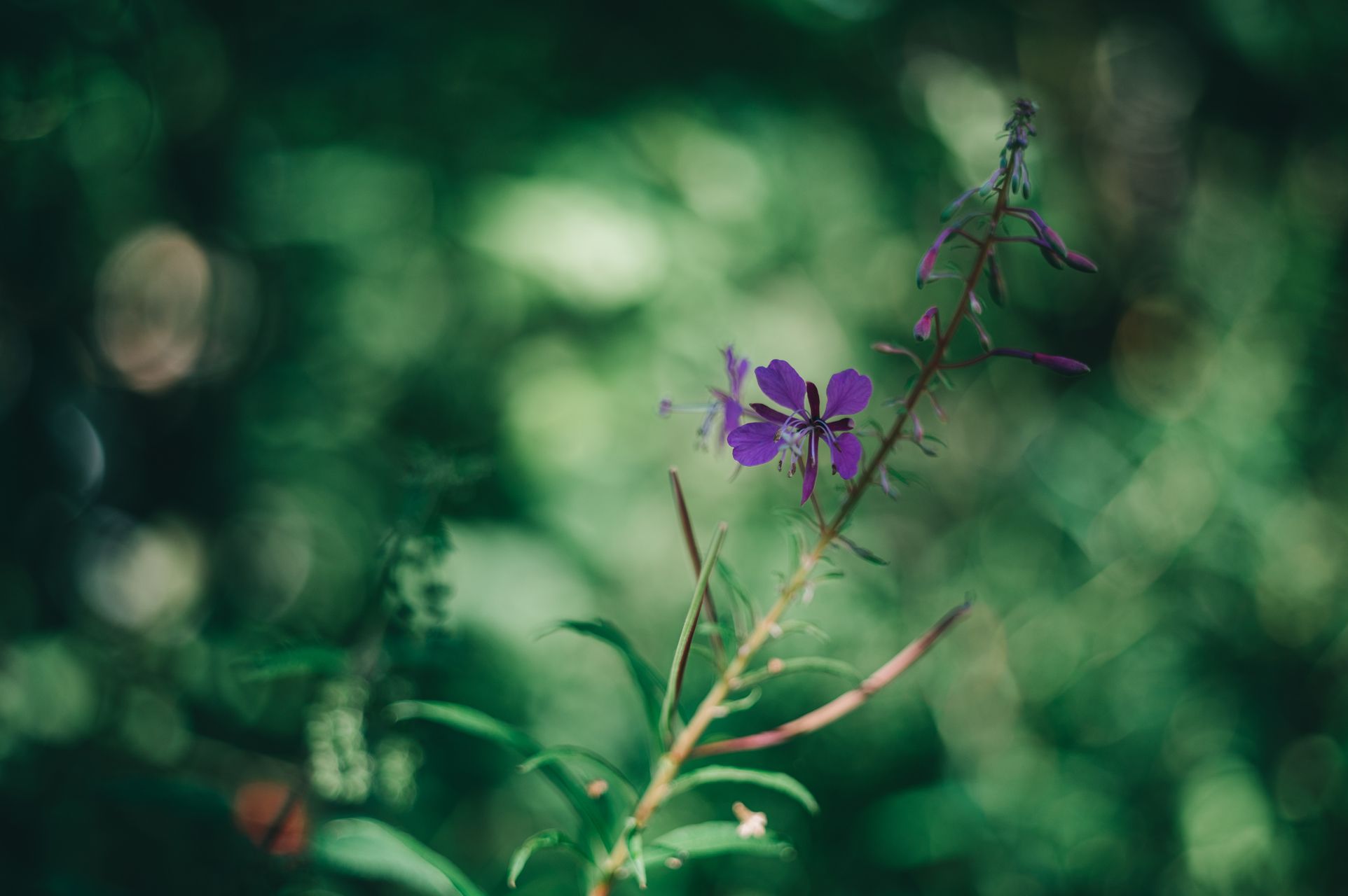 _DSC5481_Small.jpg