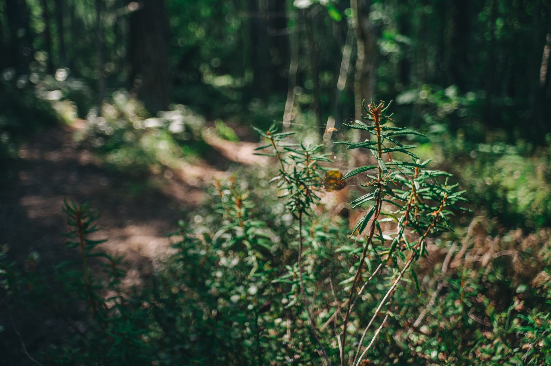_DSC5552_Small.jpg