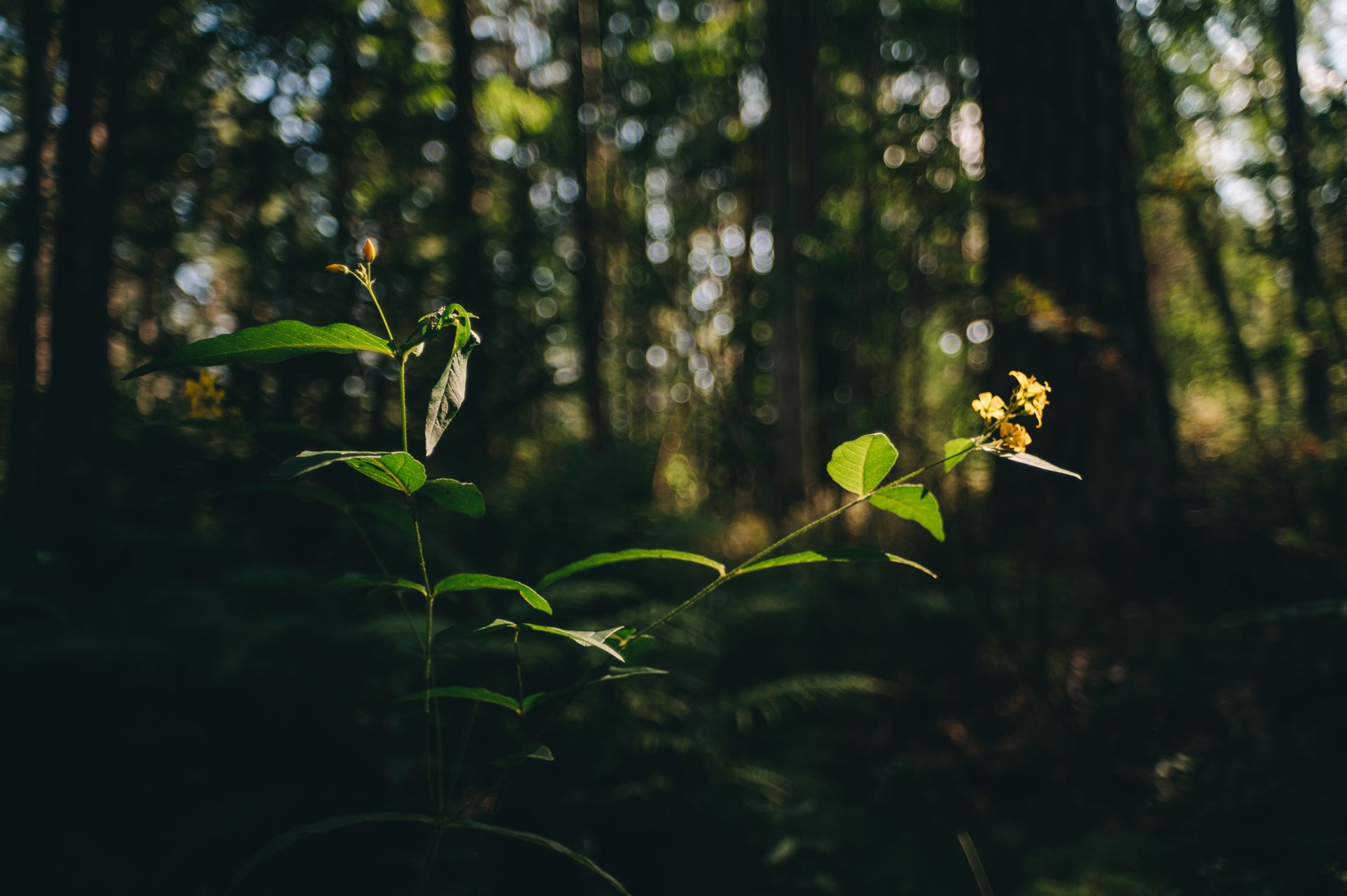_DSC5557_Small.jpg