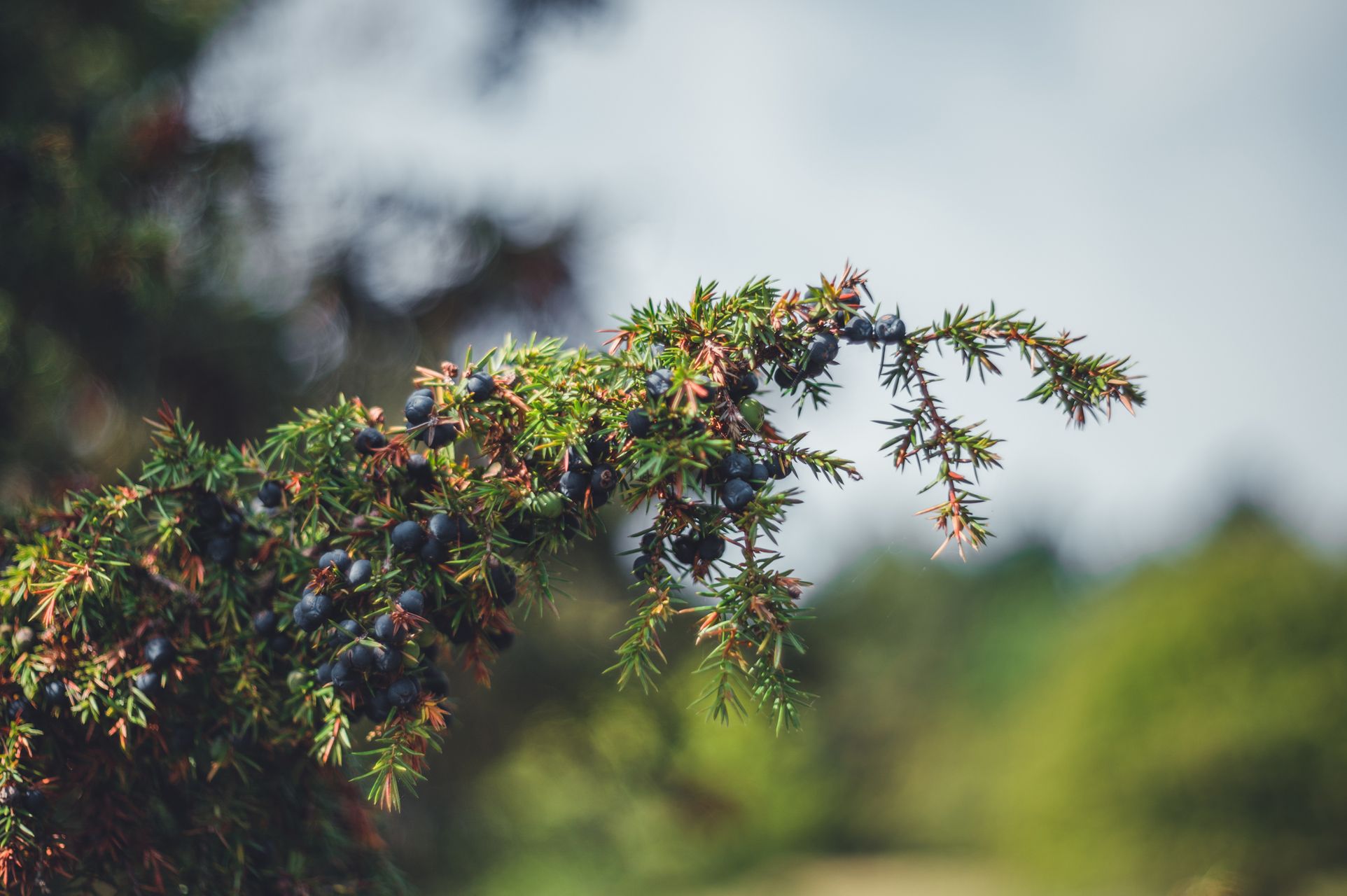 _DSC5654_Small.jpg