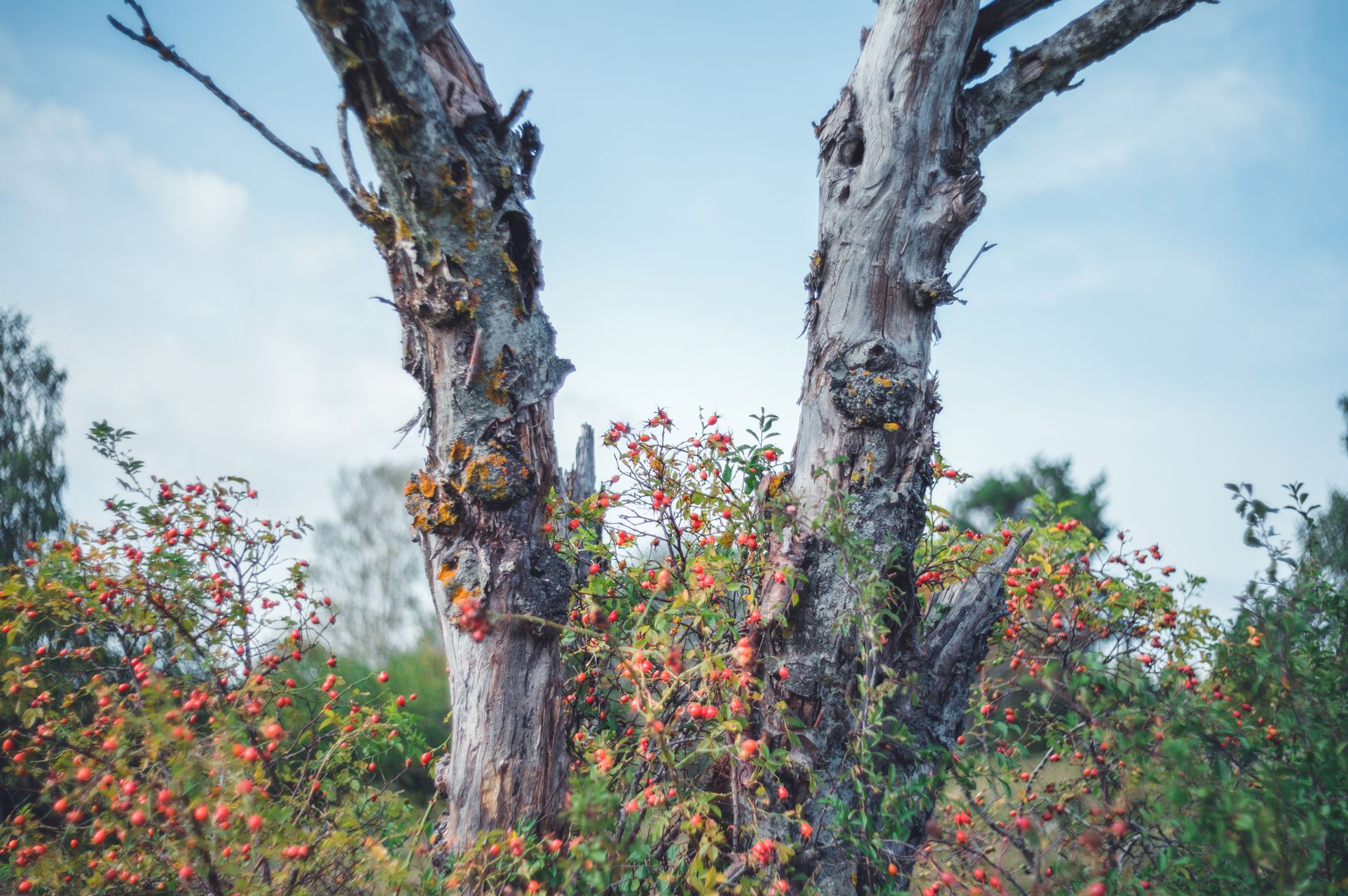 _DSC5671_Small.jpg