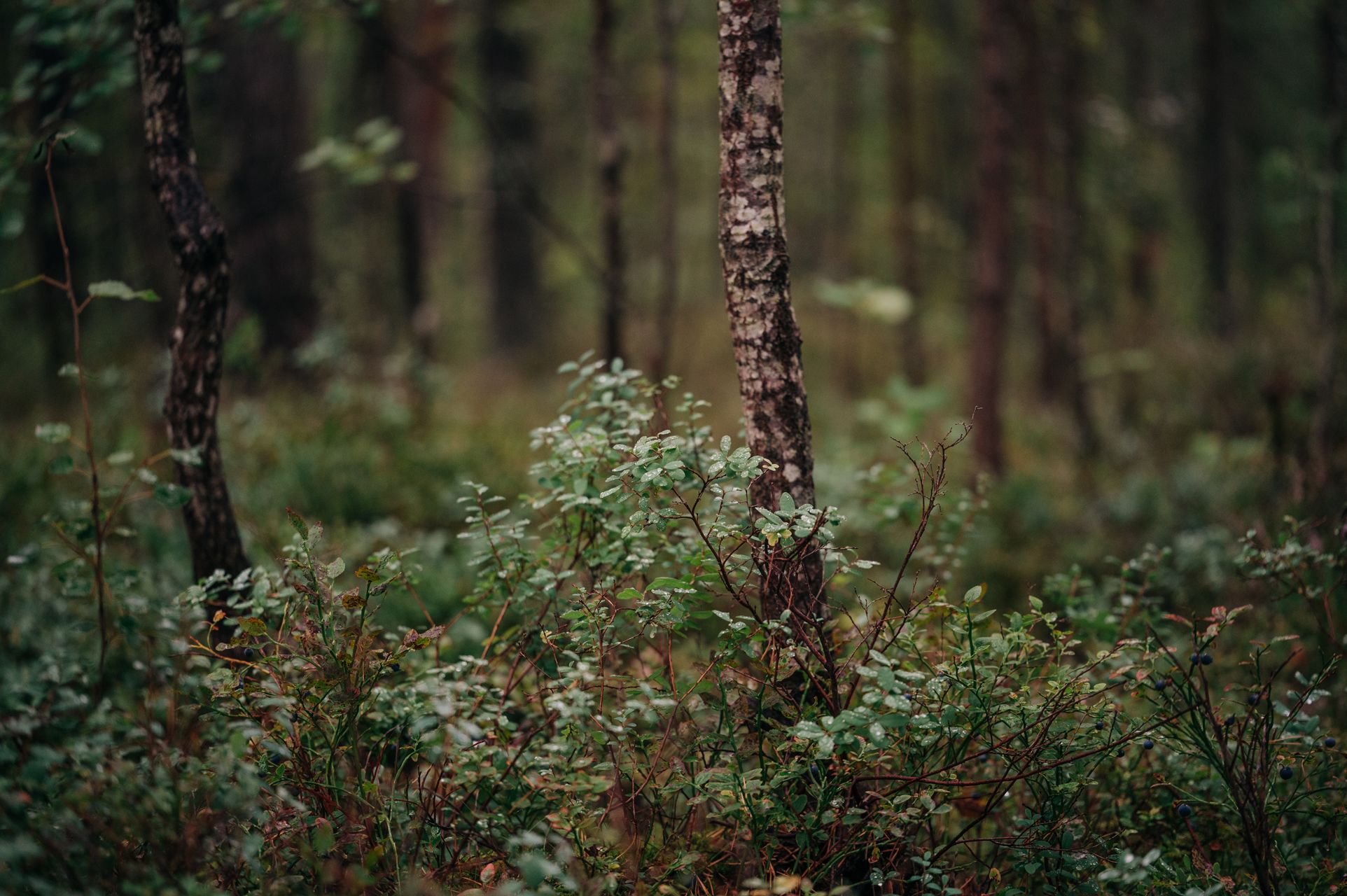 _DSC5973_Small.jpg