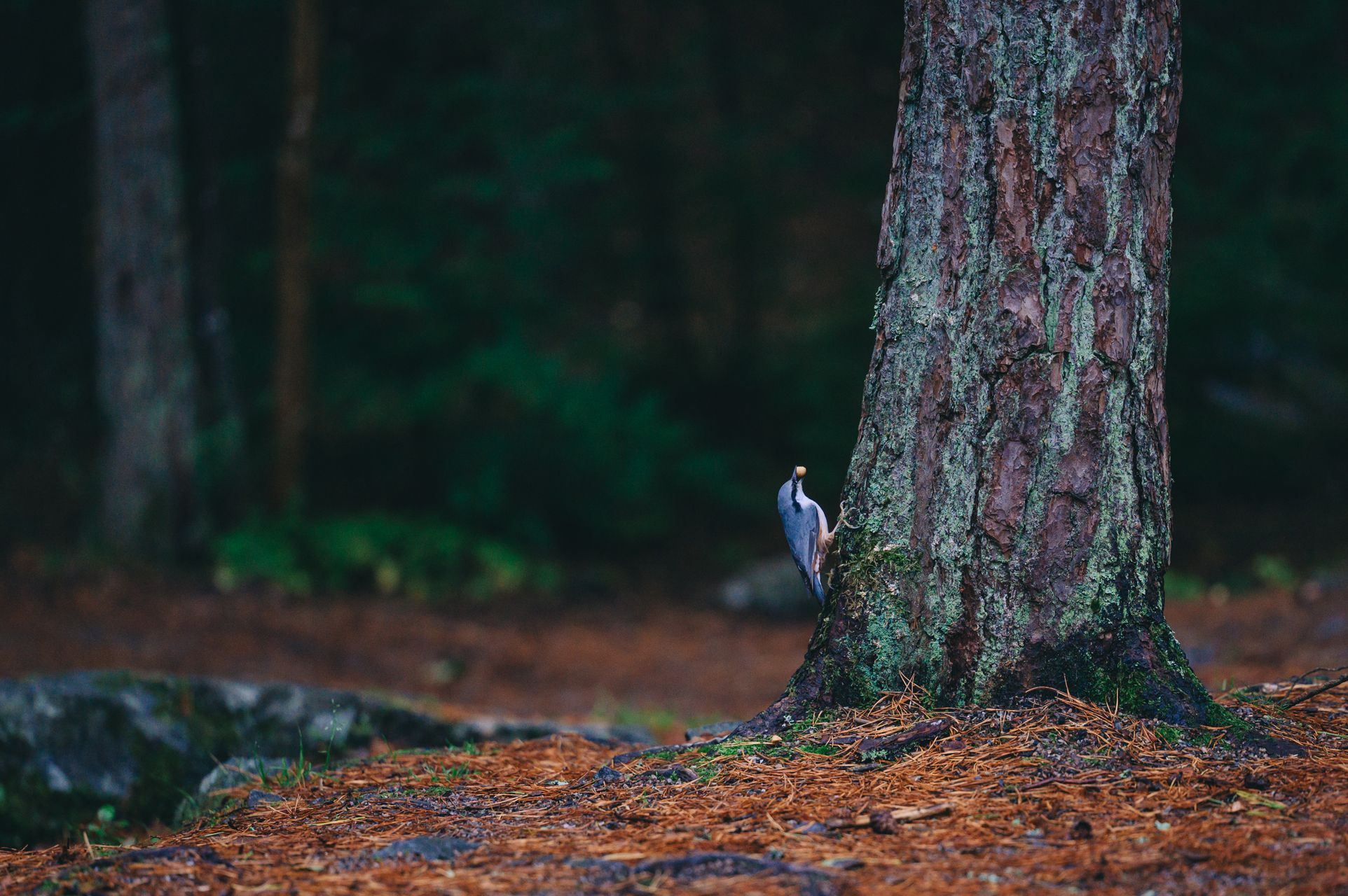 _DSC6109_Small.jpg