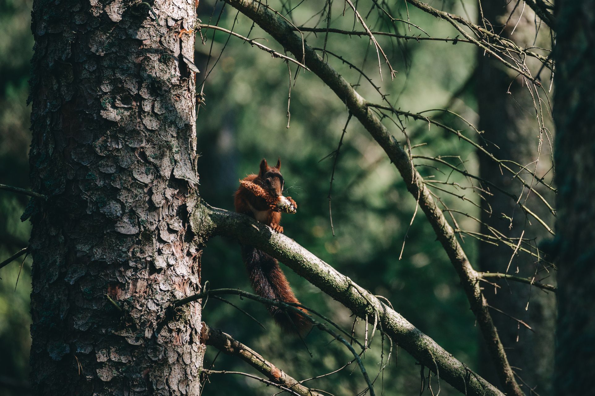 _DSC6249_Small.jpg