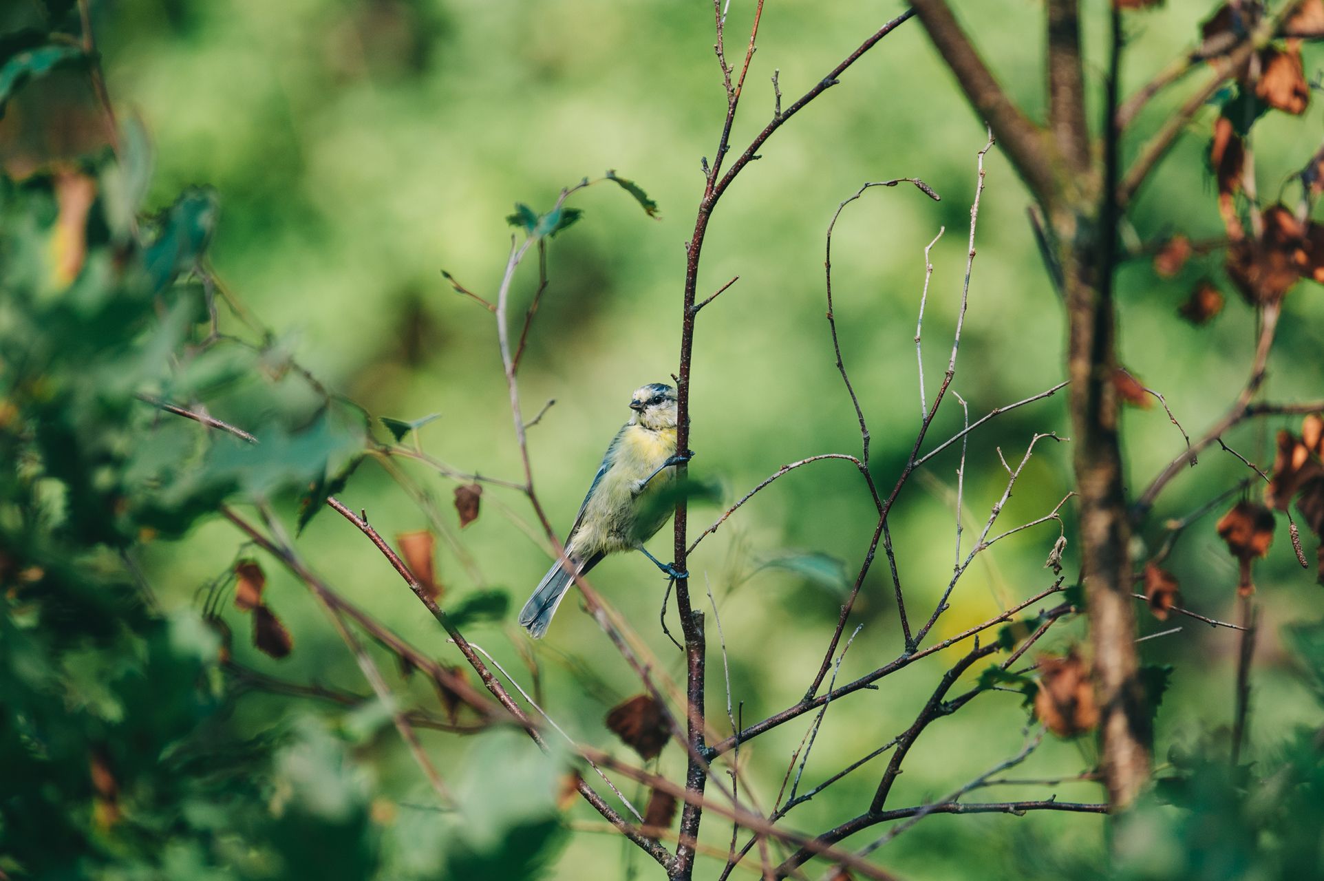 _DSC6345_Small.jpg