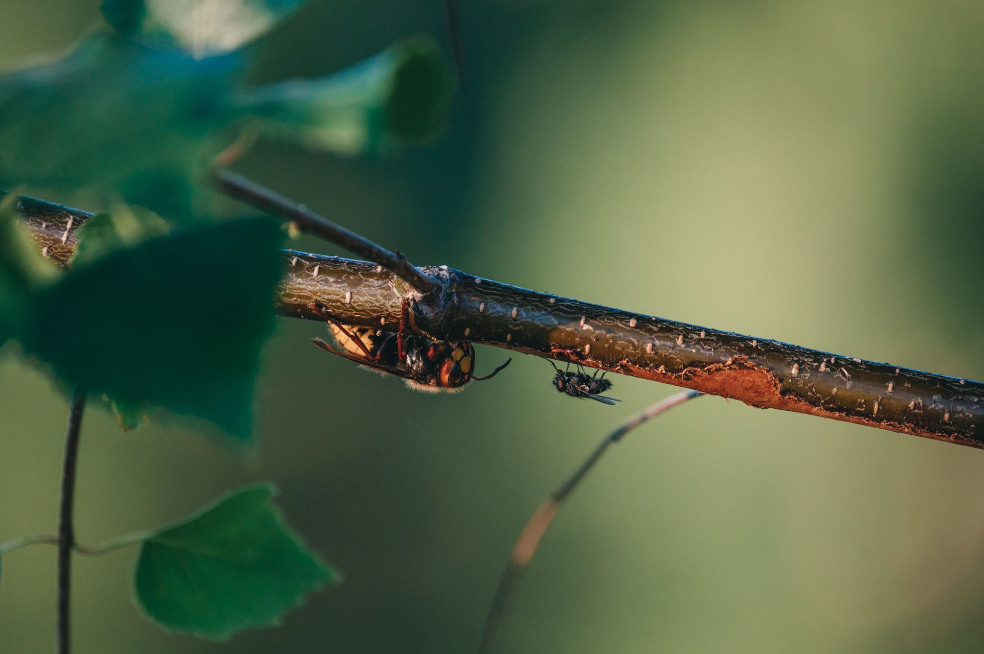 _DSC6519_Small.jpg