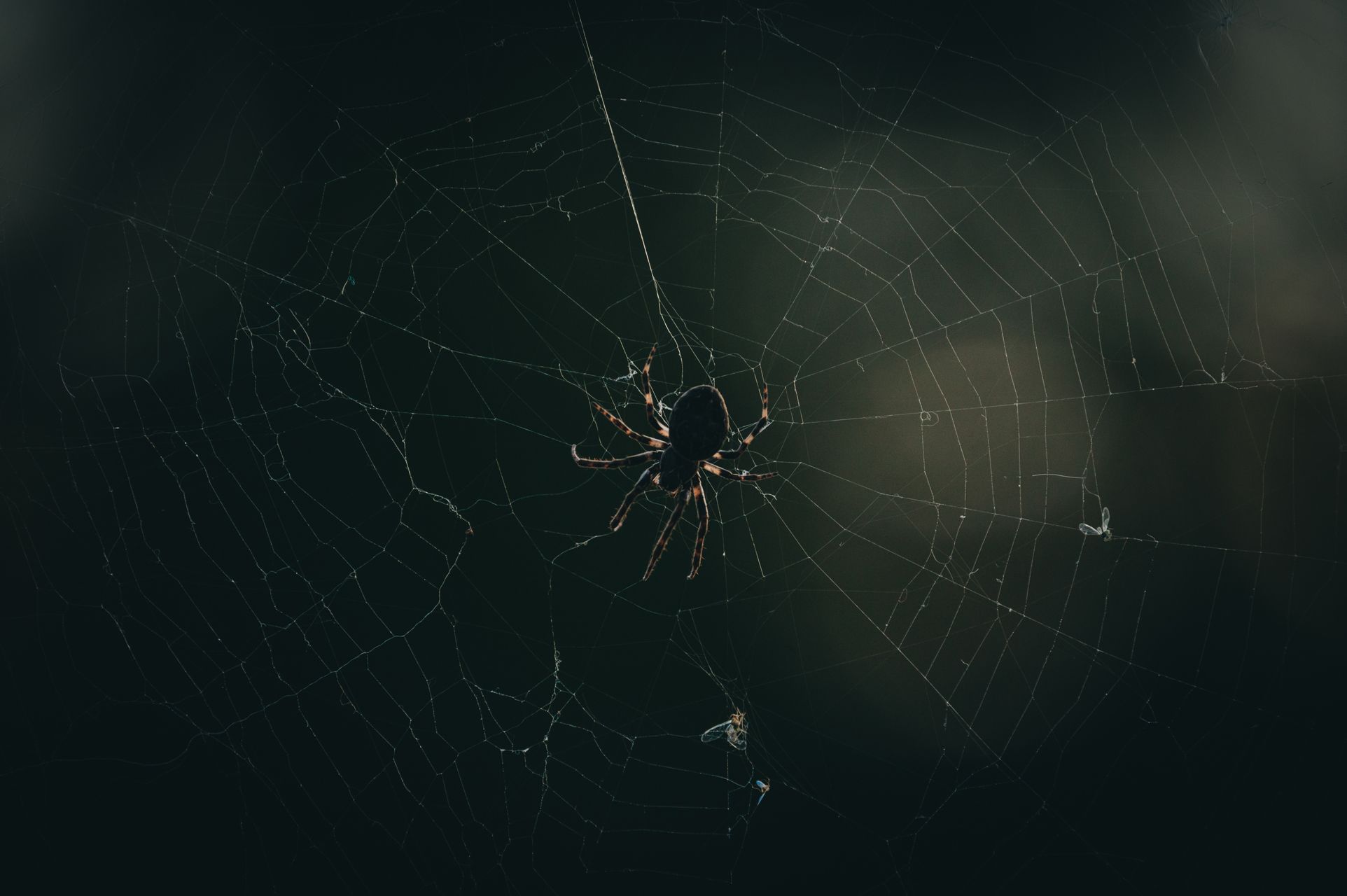 _DSC6541_Small.jpg