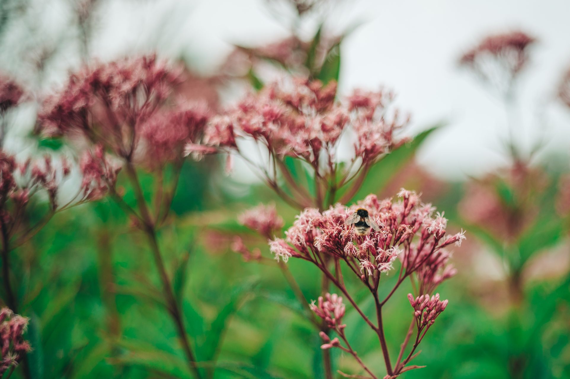 _DSC6549_Small.jpg