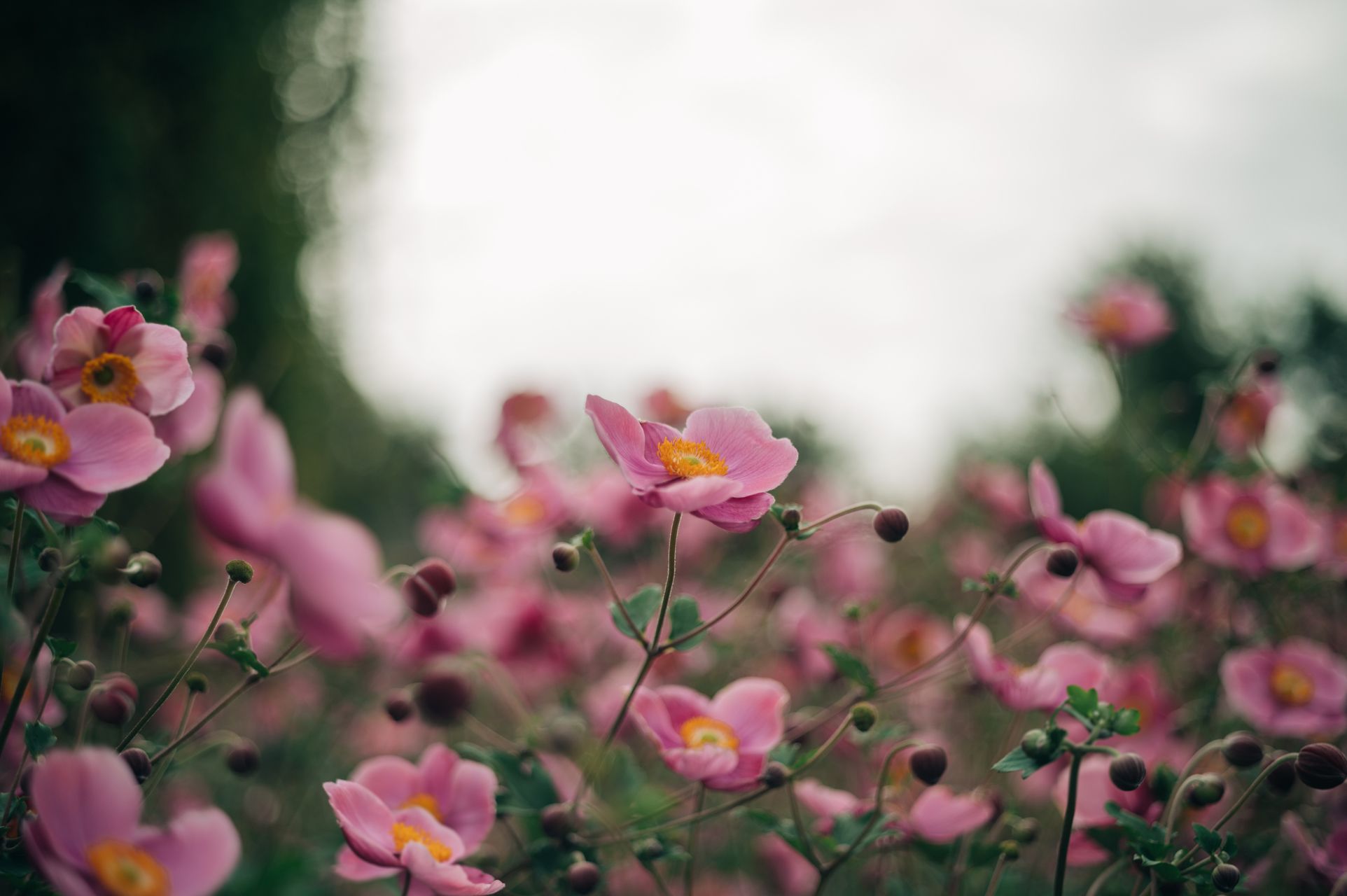 _DSC6559_Small.jpg