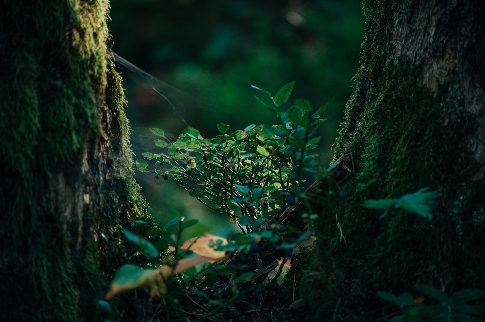 _DSC6859_Small.jpg